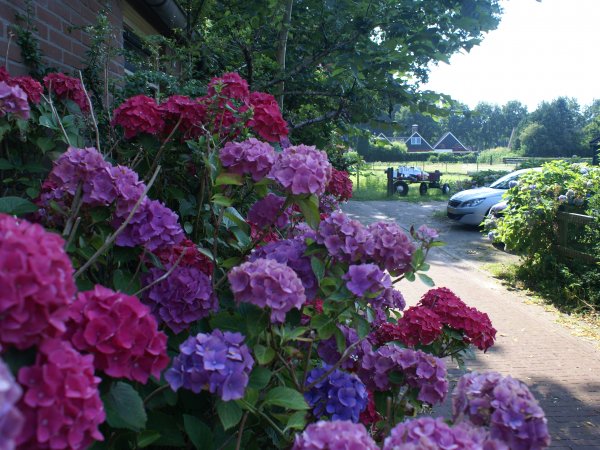 Bloemen rond de boerderij