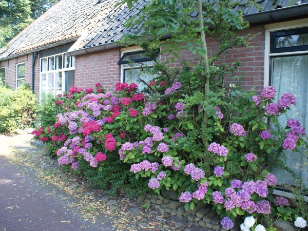 ''Onder de Eiken'' - bloemen in de zomer