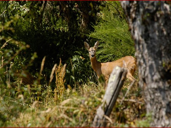 Af en toe, wild ''om de hoek''.