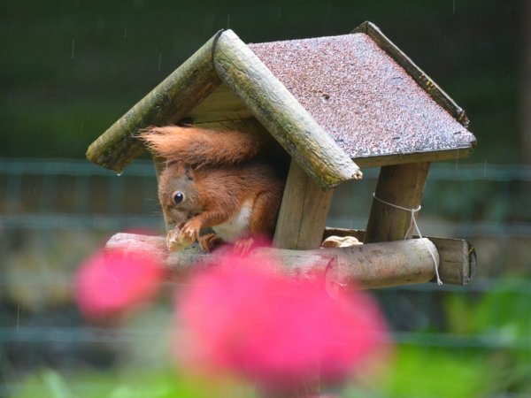 Graag geziene gasten in de tuin